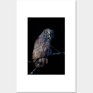 Spotlit - Great Grey Owl Posters and Art